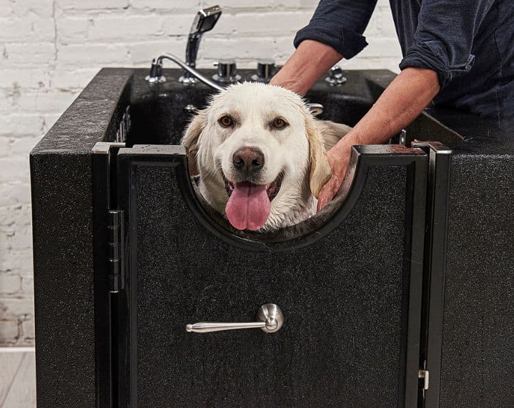 Dog being groomed