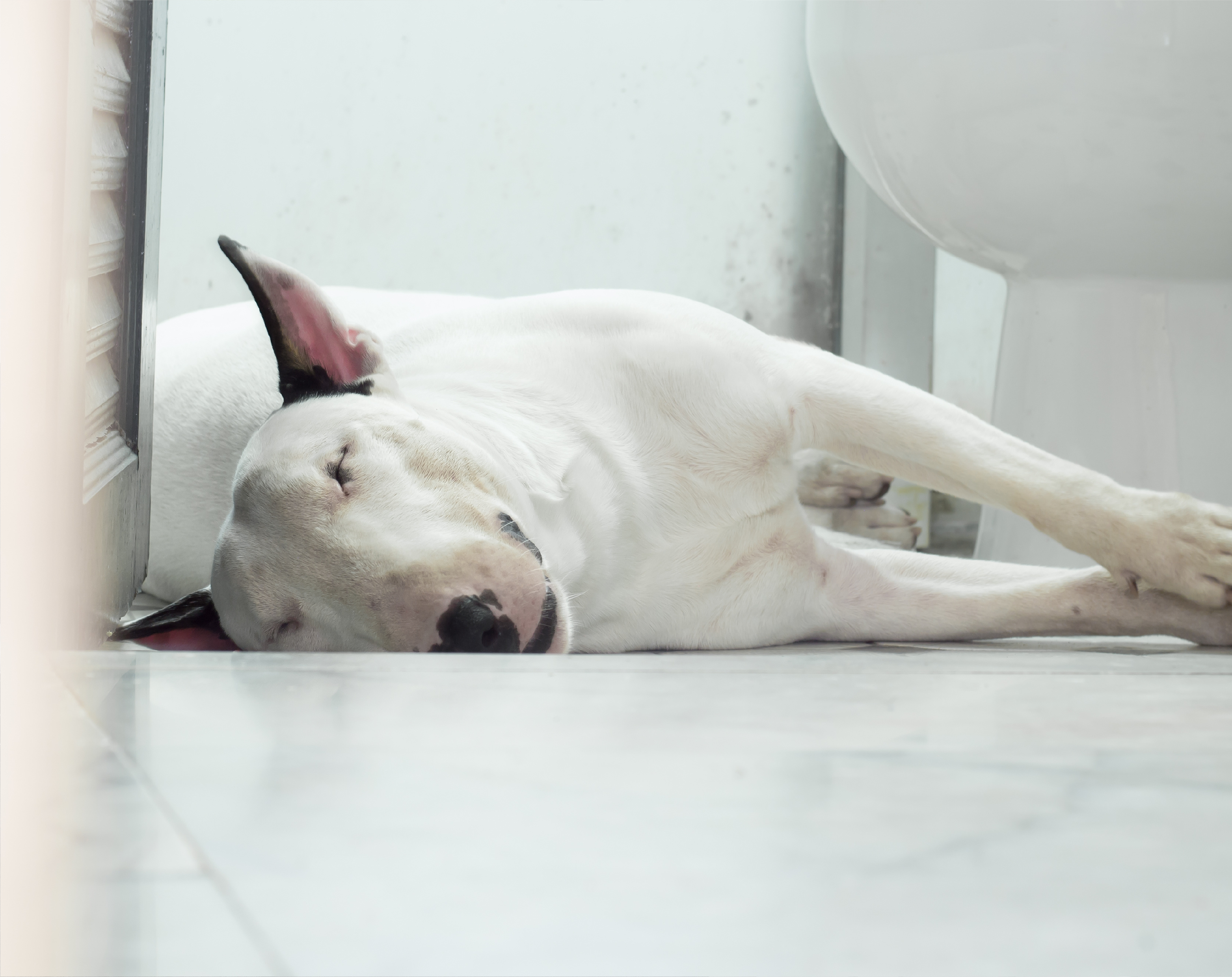 Family Updates For Pets Large Image.jpg